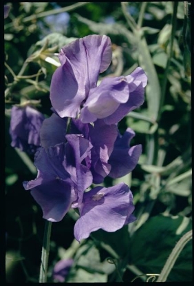Picture of Sweet Pea Single Colours - Blue Velvet